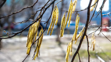 Heuschnupften beginnt immer früher